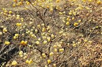 見ごろを迎える “春の妖精”「ミツマタ」 北摂最大級の群生地での “黄金の絨毯” 絶景！  大阪府豊能郡豊能町「吉川峠＆とんぼ池」現地レポ