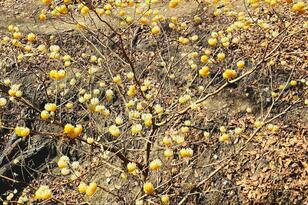 見ごろを迎える “春の妖精”「ミツマタ」 北摂最大級の群生地での “黄金の絨毯” 絶景！  大阪府豊能郡豊能町「吉川峠＆とんぼ池」現地レポ