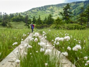 白い妖精・ワタスゲ踊る極上トレイル！「芳ヶ平湿原」を歩く＜群馬県＞