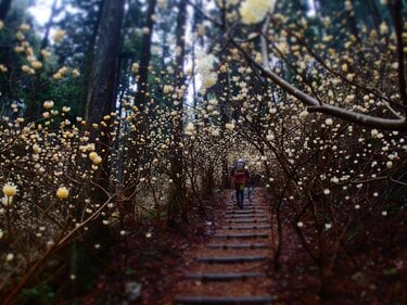 #森山季紫鳥 日本画「白い花と垣根」　額装 明るく輝くトレイルを歩こう！ ミツマタの花咲く焼森山と鶏足山へ【お