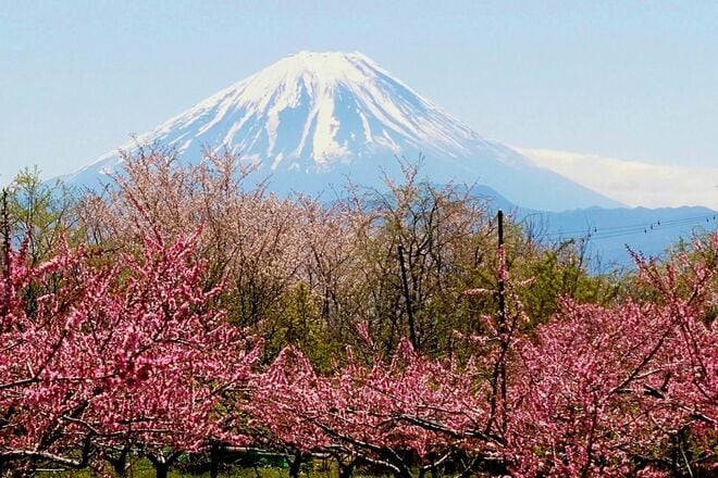 春色の濃淡を楽しむ「桜と桃」お花見スポット2選！  1日でどちらも訪問OK！  4月上旬、山梨ならではの ”特別な10日間” 体験レポート【笛吹市＆韮崎市】の画像004