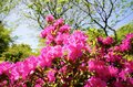 「ツツジ」満開の東京 江戸の情景に満ちた庭園を色鮮やかに染める春の絶景「根津神社」「六義園」【東京都 文京区】の画像017