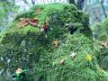 絶景「苔の森」の「紅葉カーペット」登山！  伊豆・天城山「万三郎岳＆万二郎岳」周回コース「秋の百名山」レポの画像002