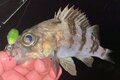 メバル釣り「メバルプラッギング」で釣果が期待できる「サスペンドプラグ」とは？  最大の魅力「レンジキープ力」と基本の誘い方の画像003