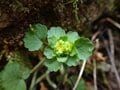 早春に咲くフクジュソウ群落を求めて！ 花の百名山　藤原岳〈三重県・滋賀県〉の画像005