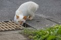北谷の国際色豊かなビーチサイドで暮らす島猫たちに、ちむどんどん！？「沖縄アメリカ村のボーダーレスキャッツ」【琉球島猫百景 vol.14／沖縄県北谷町】の画像002