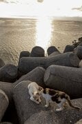 北谷の国際色豊かなビーチサイドで暮らす島猫たちに、ちむどんどん！？「沖縄アメリカ村のボーダーレスキャッツ」【琉球島猫百景 vol.14／沖縄県北谷町】の画像009