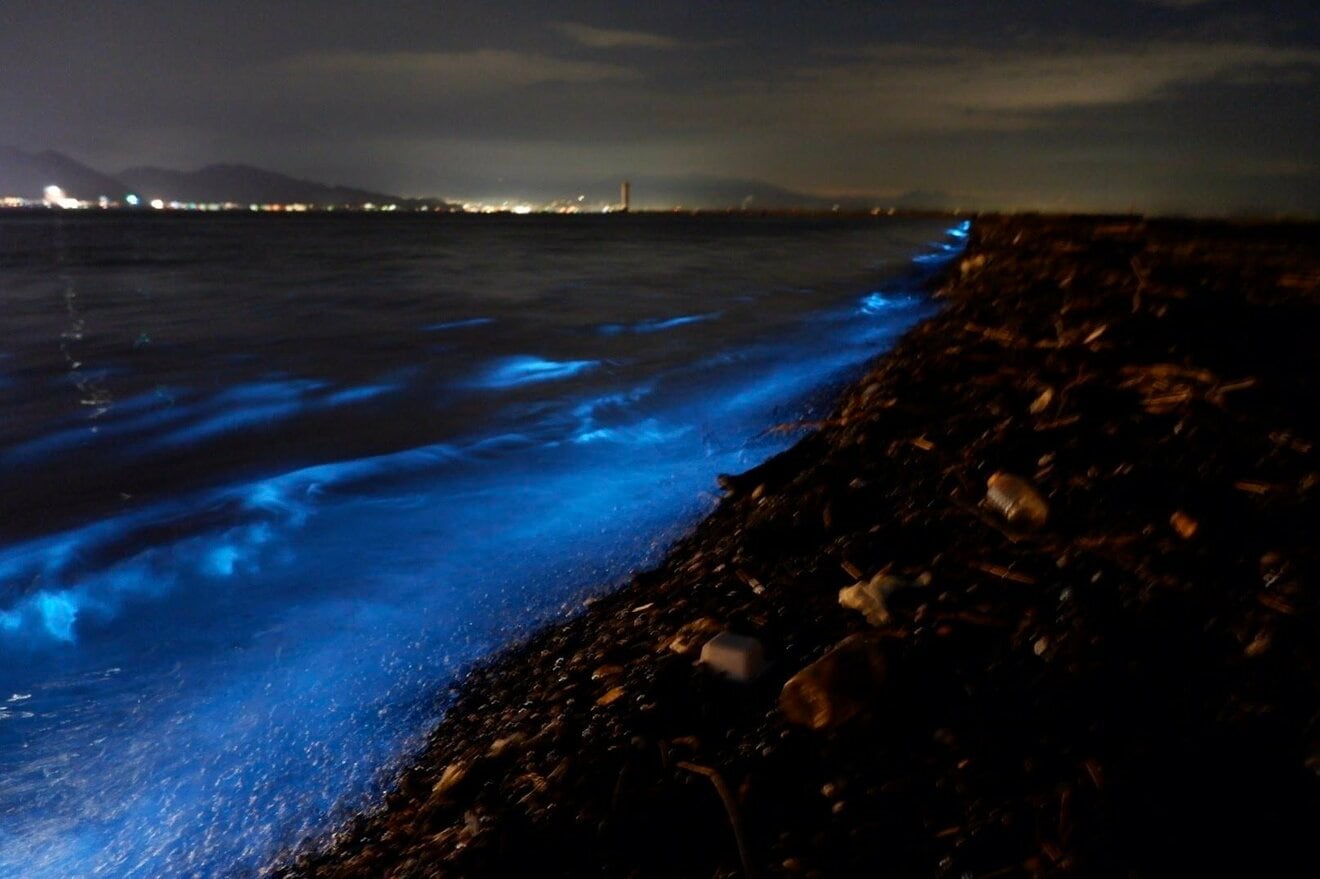 「青く光る夜の海」驚異の海面ショー「目撃レポート」で解き明かす！ 「夜光虫の大発生」の「水温・天候・前兆」観測できる条件とは？｜アクティビティ ...