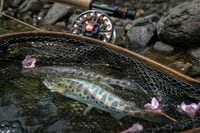 【渓流釣り】タニウツギが彩る初夏の渓、高活性のヤマメがダブルヒット！  イワナはかなり渋かった   新潟県｜2026年