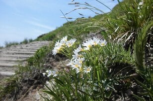 まさに高山植物の宝庫！  花の百名山「栗駒山」紅葉だけじゃない「初夏の魅力」フラワートレッキング