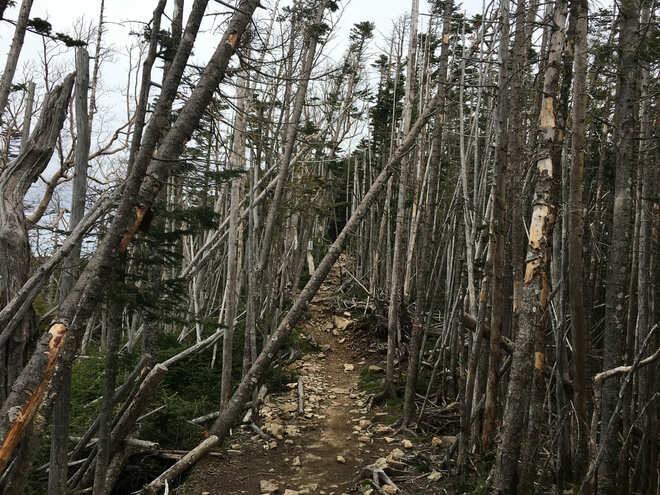 11月のうちに登りたい！  日本百名山「金峰山」 大弛峠からの“最短コース”   可愛すぎるオコジョとの遭遇も「10月下旬・登山レポ」の画像007