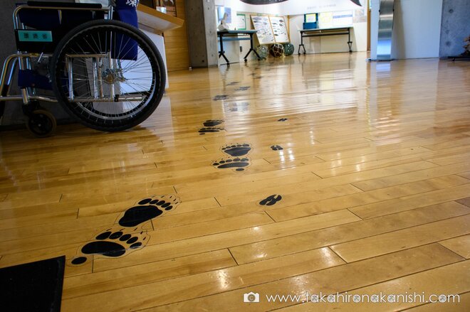 シャチやヒグマのリアルな大きさを体感！ 世界自然遺産の自然と歴史、文化がまるごとわかる「知床羅臼ビジターセンター」ってどんなところ？【北海道・羅臼町】の画像005