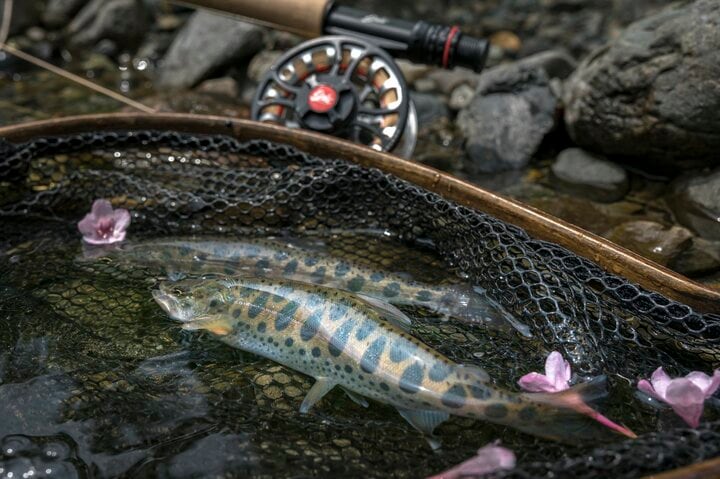 【渓流釣り】タニウツギが彩る初夏の渓、高活性のヤマメがダブルヒット！  イワナはかなり渋かった   新潟県｜2026年 