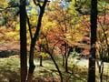 紅葉の絶景「トンネル＆カーペット」あり！ 見ごろは12月上旬まで「丹波紅葉三山」ほどよい秘境「兵庫の穴場3寺院」レポートの画像001