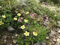 ロープウェイで一気に楽々「2612mの世界へ」千畳敷のお花畑が見頃ですの画像006