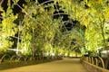 関東屈指「花の絶景スポット」2か所を1日でめぐる！  丘一面 “青の世界”「国営ひたち海浜公園」ネモフィラ＆ライトアップ「あしかがフラワーパーク」 藤の花の画像008
