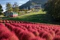 【2024年10月 第3週】今週末の紅葉の見ごろは？  名所＆人気スポットの最新情報をお届け「WEEKLY紅葉ニュース」の画像017