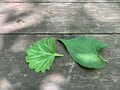 天然由来の虫除け効果に期待「焚き火の煙が蚊を遠ざける！？」信じるか信じないかは、あなた次第です【焚き火の話vol.23】の画像001