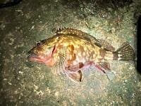 【はじめての「海釣り」での魚種選び】初心者は「カサゴ」から狙うのがおすすめ！  3つの「理由」と「釣果を出すためのコツ」とは！？
