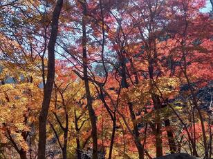 燃えるような紅葉の「鍋割山」へ！  目にも鮮やか「秋色の登山道」に癒やされ＆足を止め… 絶景「11月・丹沢ハイキング」