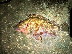 【はじめての「海釣り」での魚種選び】初心者は「カサゴ」から狙うのがおすすめ！  3つの「理由」と「釣果を出すためのコツ」とは！？