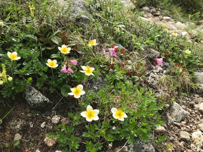 ロープウェイで一気に楽々「2612mの世界へ」千畳敷のお花畑が見頃ですの画像006