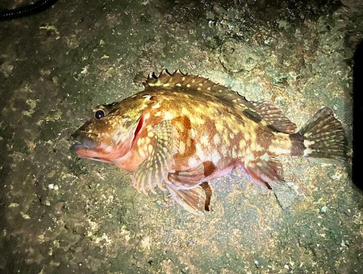 【はじめての「海釣り」での魚種選び】初心者は「カサゴ」から狙うのがおすすめ！  3つの「理由」と「釣果を出すためのコツ」とは！？ 