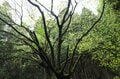 山中の植物に「春から初夏への移り変わり」を感じるお手軽ハイキングルート＜奥多摩・御前山＞の画像011