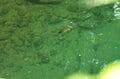 【渓流釣り】「粒ぞろいの美形渓流魚たち」魚影濃い！ キャッチ＆リリース区間・清流に癒された一日  小菅川／山梨県 2022年の画像007