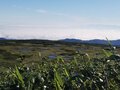 松尾芭蕉も訪れた山形「出羽三山」の日本百名山・月山！  高山植物や池塘を楽しむ神々しい「空中散歩」ハイキングの画像001