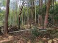 ゴールデンウィークには「ツツジ」が彩る、丹波「向山連山」 ユニーク岩たどる低山縦走＆「黒井城跡」見下す絶景レポート【兵庫県丹波市】の画像002