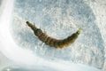 【天然食】見た目はイモ虫......  珍味、クロカワムシを獲って食べてみた！の画像002
