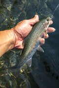 【渓流釣り】春本番！  お花見しながらの釣り歩き 「富士と桜とフライフィッシング」 静岡県・2025年の画像004