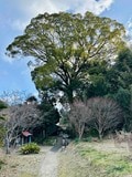【熊野古道中辺路】じつはサブルートも楽しい！「中辺路」のおかわりコースを解説＜熊野古道の歩き方 vol.3＞の画像008