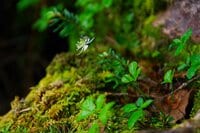 【原生林に癒される】コケ生す北八ヶ岳で出合う “高嶺の花” ミツバオウレン＜白駒の池とコケの森＞【今日も山旅気分 vol.41】