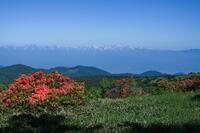 初夏こそ行きたい、花の名山「根子岳」 山頂からのレンゲツツジ＆北アルプスの絶景！  足を延ばして日本百名山「四阿山」も！  登山レポ