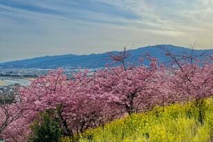 2月に見る「桜と富士山と菜の花」奇跡のコラボ！「富士見百景」選定の「まつだ桜まつり」の春先取り絶景
