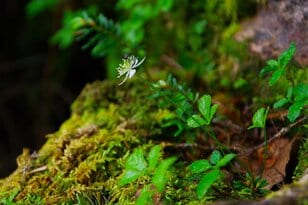 【原生林に癒される】コケ生す北八ヶ岳で出合う “高嶺の花” ミツバオウレン＜白駒の池とコケの森＞【今日も山旅気分 vol.41】