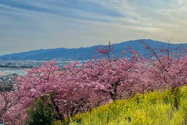 2月に見る「桜と富士山と菜の花」奇跡のコラボ！「富士見百景」選定の