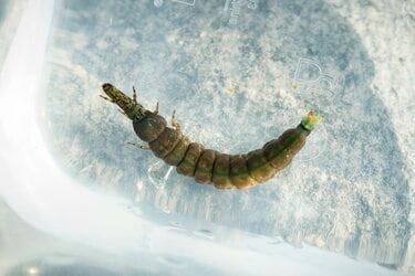 天然食 見た目はイモ虫 珍味 クロカワムシを獲って食べてみた アクティビティ レポート Bravo Mountain