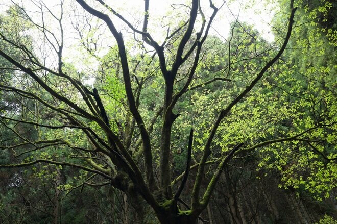山中の植物に「春から初夏への移り変わり」を感じるお手軽ハイキングルート＜奥多摩・御前山＞の画像011