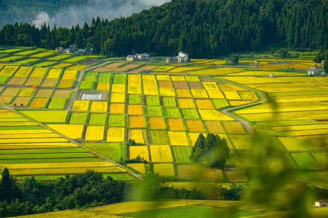 【絶景】“夏と秋の狭間、山里の美景”  田園パッチワークの眺めが見事！ 「山本山」 新潟県小千谷市｜2026年の画像004