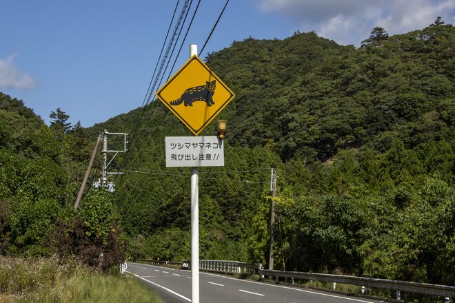2.22（にゃんにゃんにゃんの日）「野生のヤマネコが暮らす、国境の島」へ【琉球島猫百景〈特別編〉長崎県・対馬】の画像005