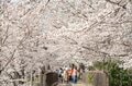 鉄道マニアじゃなくても楽しめる！ 「電車と桜の組み合わせに夢中」車窓から見える絶景スポットはお花見の名所だった！  2022年【山梨県・勝沼ぶどう郷駅】の画像002