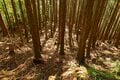【NHK大河『豊臣兄弟！』ゆかりの城】ド肝抜く「主郭の大堀切」は、ほんの始まり…「土佐国・内田城〈前編〉」（高知県東洋町）【戦国の山城を攻める vol.11】の画像021