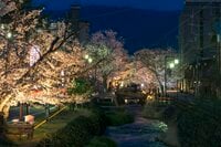 昼と夜は別世界！ 日常を忘れる石和温泉の「さくら温泉通り」の桜並木が圧巻！  山梨県笛吹市・2022年
