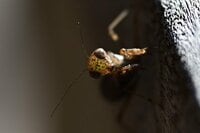 日本最小のカマキリ「ヒナカマキリ」 顔はキュートだけど威風堂々！ “秘密兵器”を持ち込むも、出会いは意外な場所だった【三浦半島】2024年