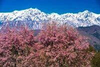 【最高のお花見スポット】信州の山里は花盛り！ 残雪の北アルプスに咲き誇る桜たち「写真映えしすぎる絶景スポットは今が旬！」“番所のベニシダレザクラ” と “立屋のエドヒガンザクラ” 長野県小川村・2022年
