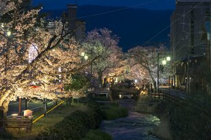 昼と夜は別世界！ 日常を忘れる石和温泉の「さくら温泉通り」の桜並木が圧巻！  山梨県笛吹市・2022年