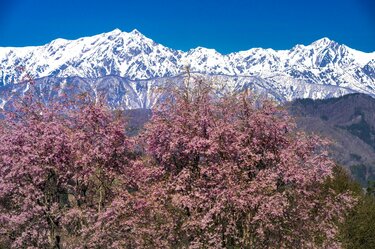 最高のお花見スポット】信州の山里は花盛り！ 残雪の北アルプスに